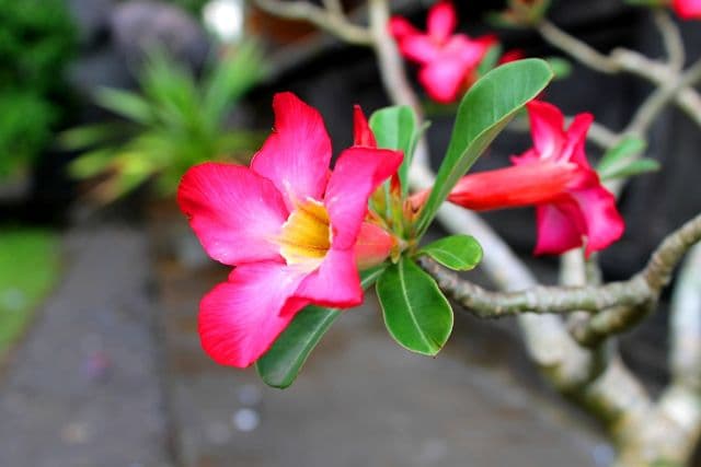 Adenium