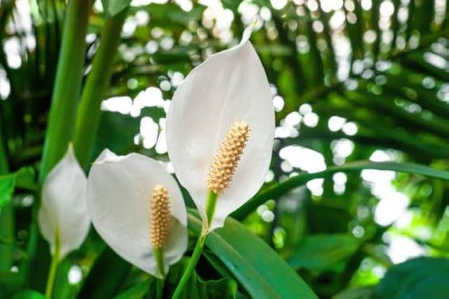 Peace Lily